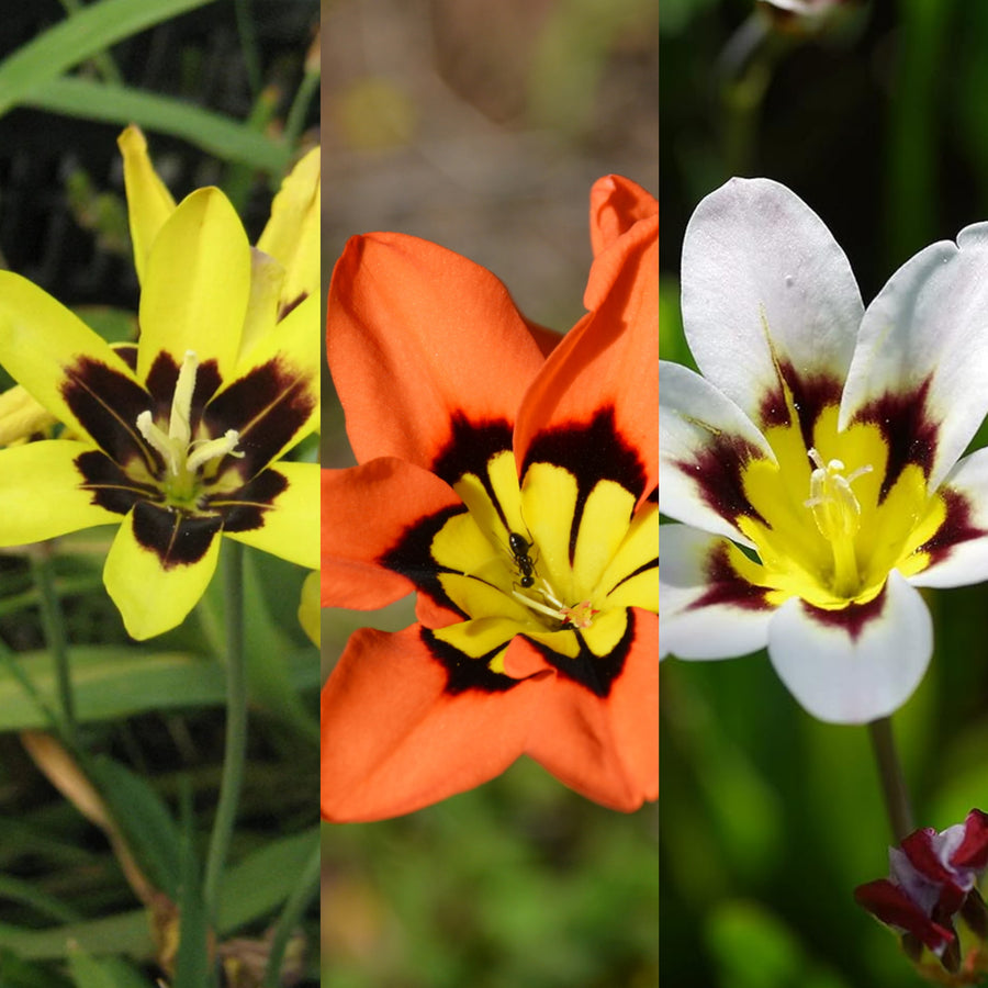 Sparaxis Summer Bulbs SPARBLBTRIO - sparaxis tricolour mixed summer flowering bulbs - image1 1