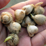 Sparaxis Summer Bulbs SPARBLBTRIO - sparaxis tricolour mixed summer flowering bulbs - image3 2