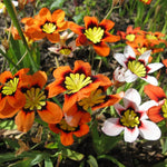 Sparaxis Summer Bulbs SPARBLBTRIO - sparaxis tricolour mixed summer flowering bulbs - image4 1