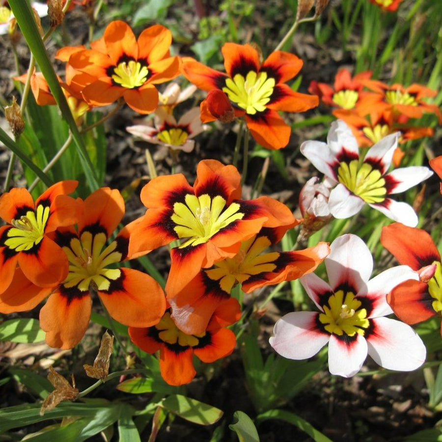 Sparaxis Summer Bulbs SPARBLBTRIO - sparaxis tricolour mixed summer flowering bulbs - image4 1