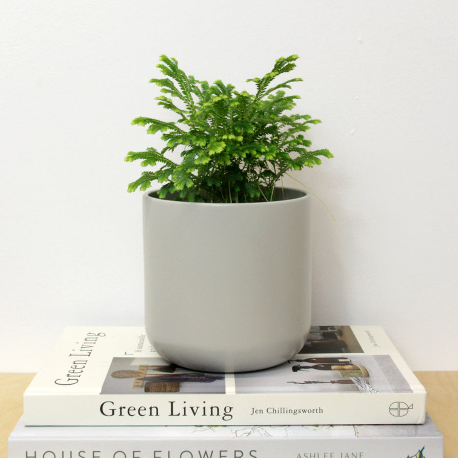 Selaginella martensii Jori Selaginella martensii Jori image3 3