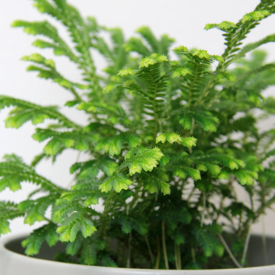 Selaginella martensii Jori Selaginella martensii Jori image4 4