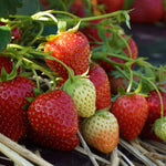Strawberry Fruit Plants 6 Pack group of strawberries 1