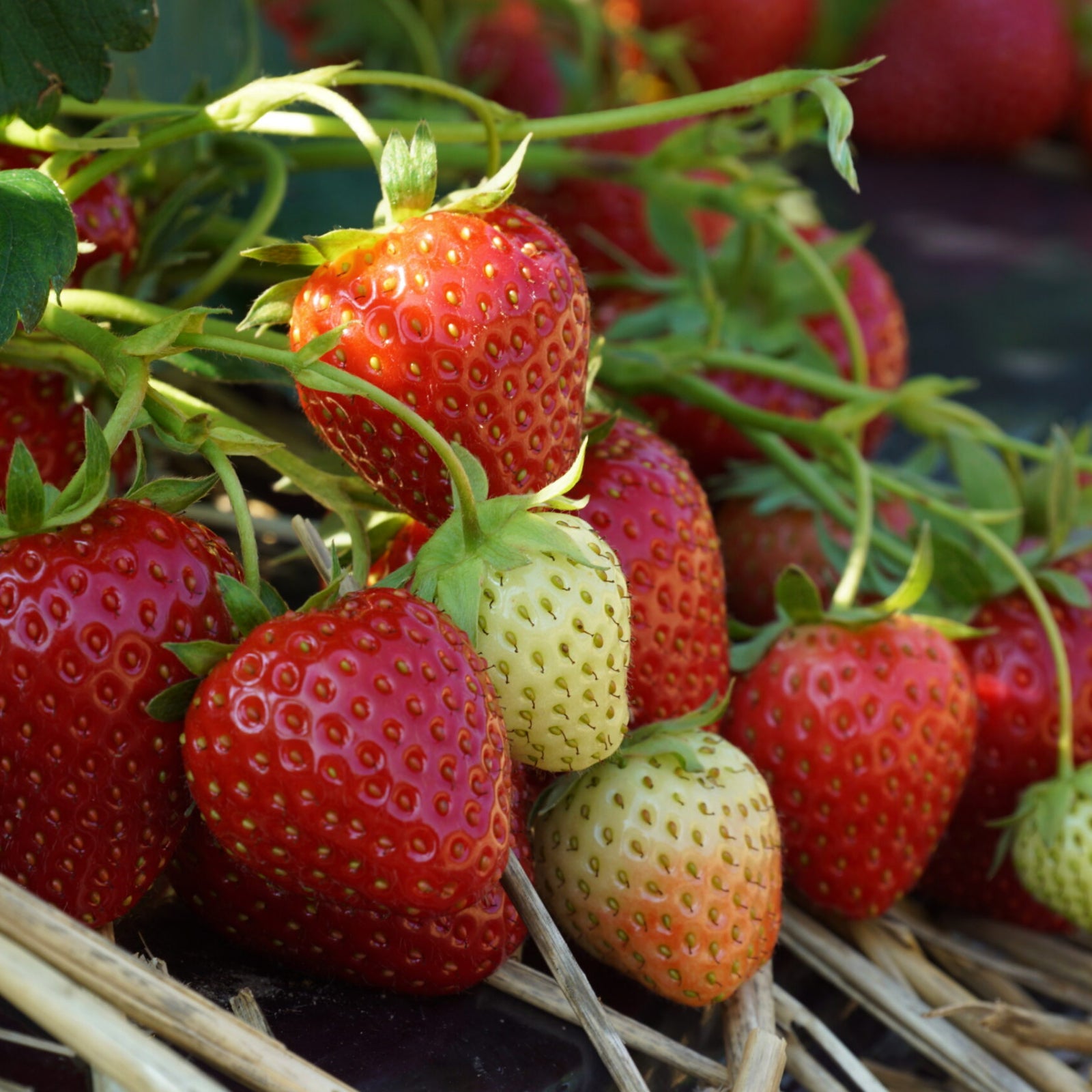 group of strawberries