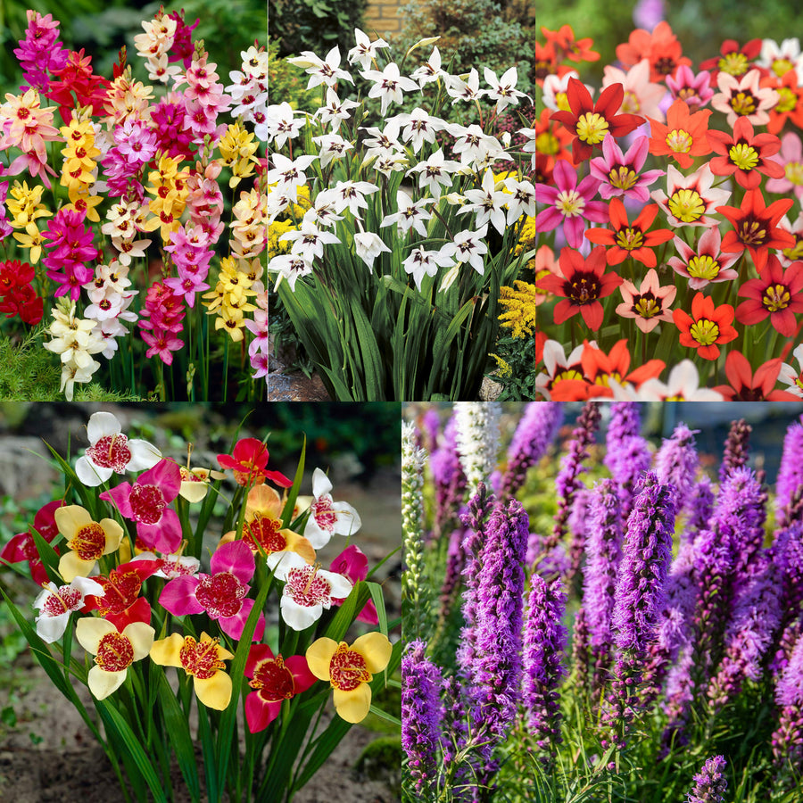 Summer Colour Festival Bulb Collection SUMRBLBMIX1 - summer flowering mixed bulb collection - image1 1
