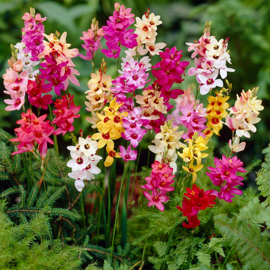 Summer Colour Festival Bulb Collection SUMRBLBMIX1 - summer flowering mixed bulb collection - image2 2