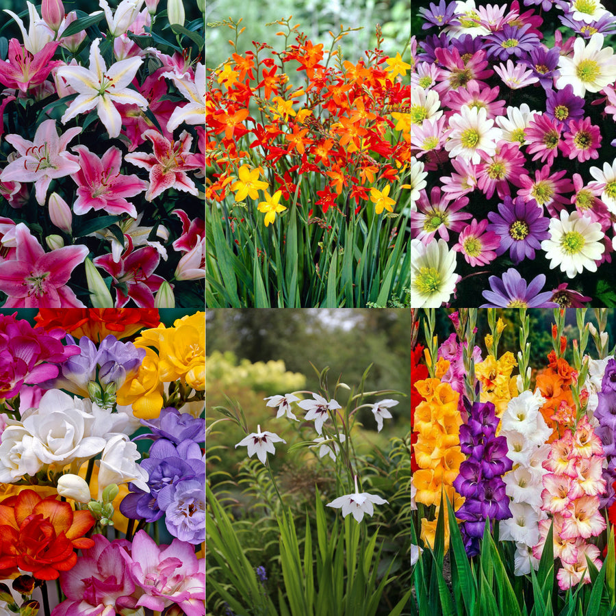 Mixed Summer Bulbs SUMRBLBMIX2 - summer flowering mixed bulb collection - image1 1