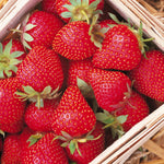 Strawberry Plants  13