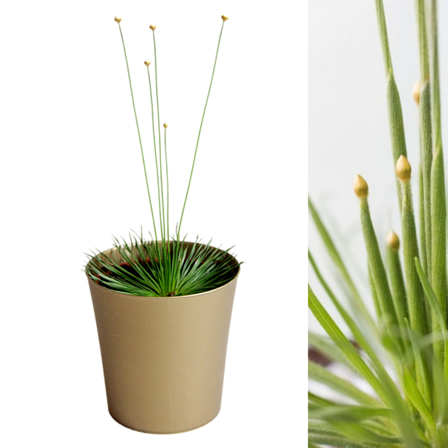 Syngonanthus Mikado in 9cm Pot with Gold Pot Cover syngonanthus mikado Indoor in a gold pot on white background 2