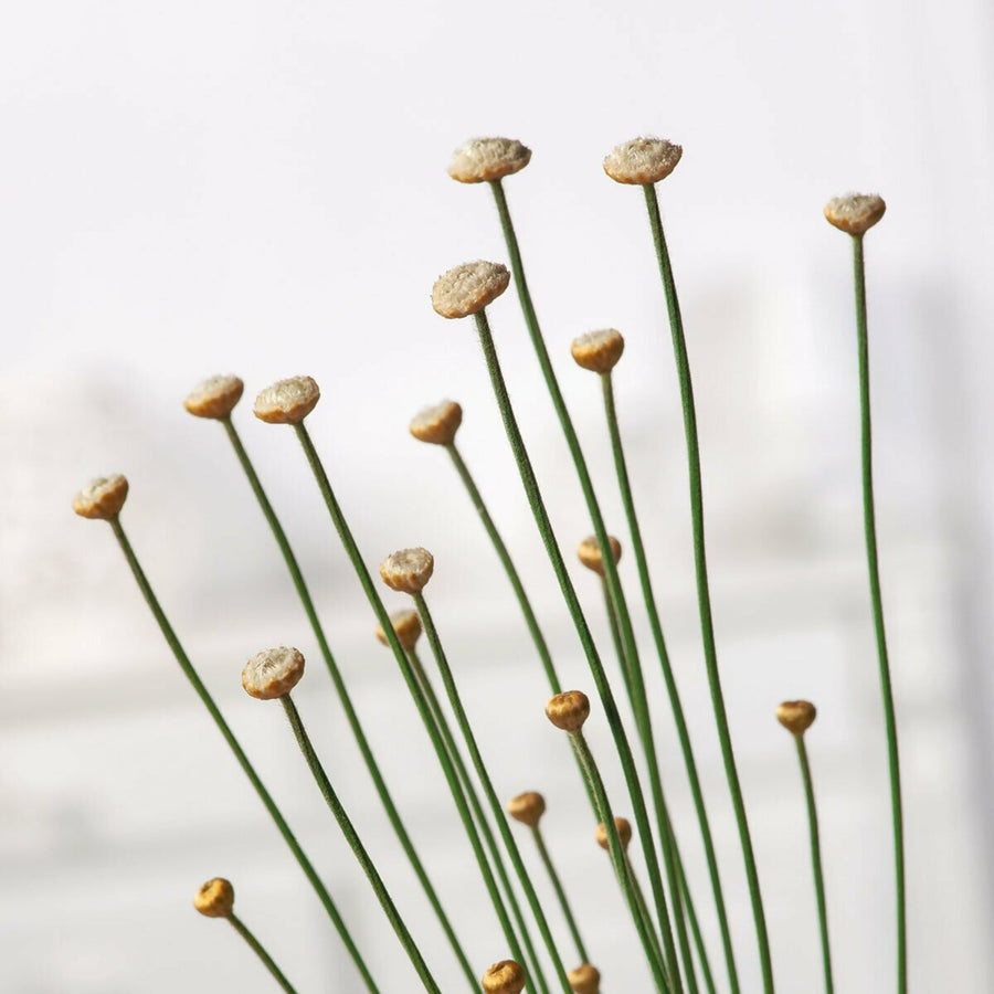 Syngonanthus Mikado in 9cm Pot with Gold Pot Cover close up of mikado plant flower heads 1