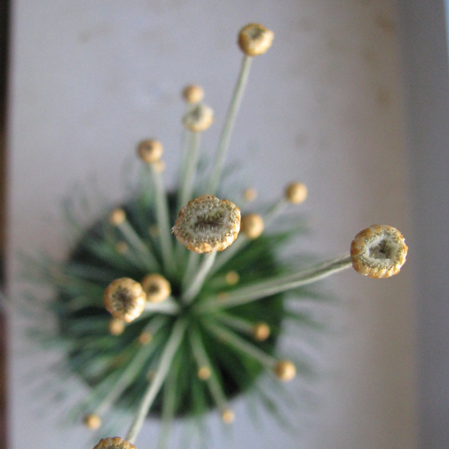 Syngonanthus Mikado in 9cm Pot with Gold Pot Cover close up of mikado plant flower heads 5