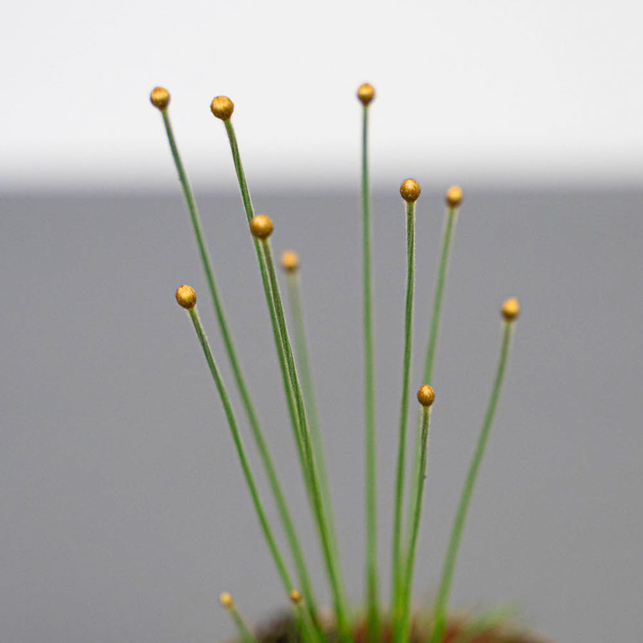 Syngonanthus Mikado in 9cm Pot with Gold Pot Cover close up of mikado plant flower heads 3