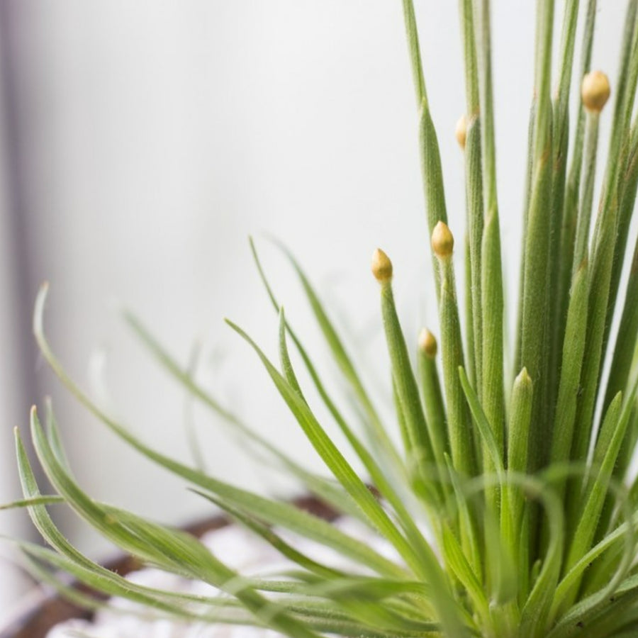 Syngonanthus Mikado in 9cm Pot with Gold Pot Cover close up of mikado plant flower heads 4