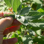 Sage Herb For Culinary Use  2