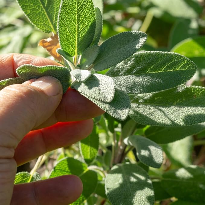 Sage Herb For Culinary Use  2
