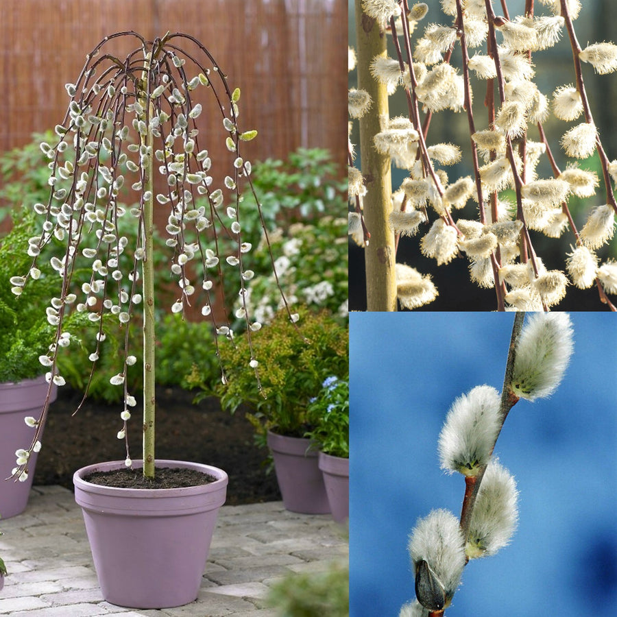 Salix caprea 'Kilmarnock' Weeping Willow Salix caprea 'Kilmarnock' Weeping Willow image1 1