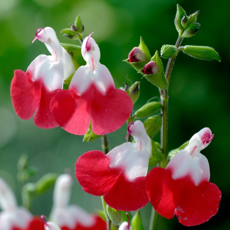 Salvia 'Little Kiss' (2 Plants) Salvia 'Little Kiss' (2 Plants) image3 1
