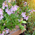 Salvia Rosmarinus Majorca Pink  1
