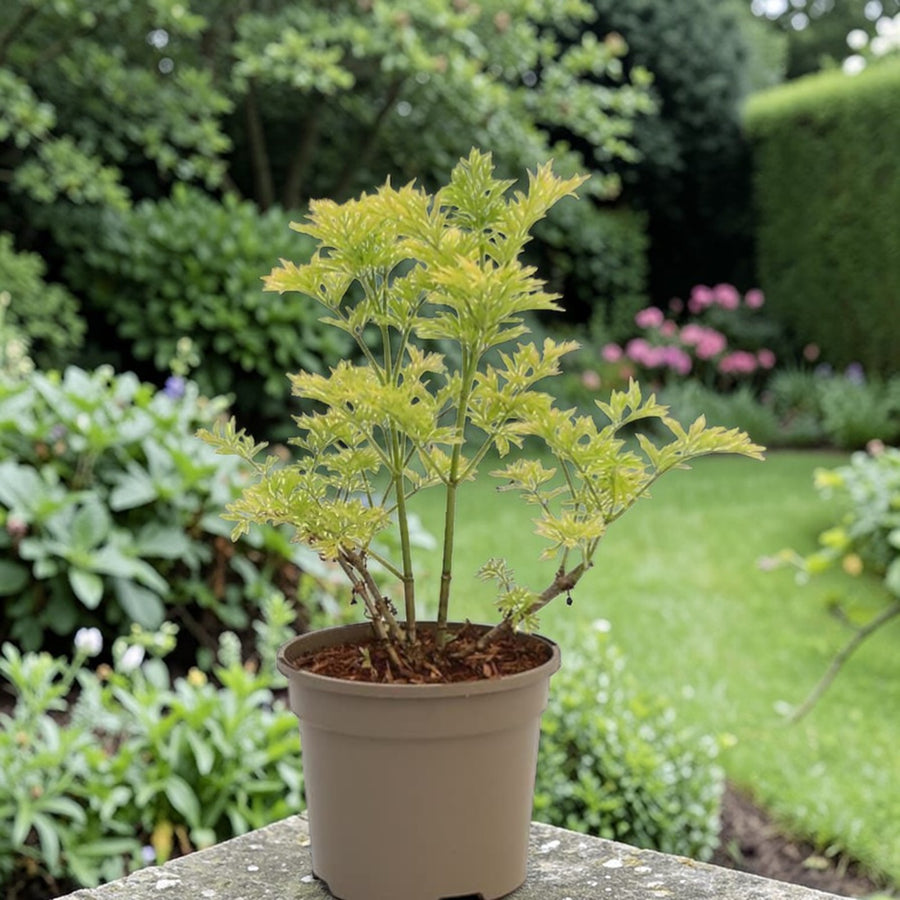 Sambucus Nigra Golden Tower  2
