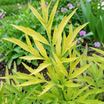 Sambucus Nigra Golden Tower  1