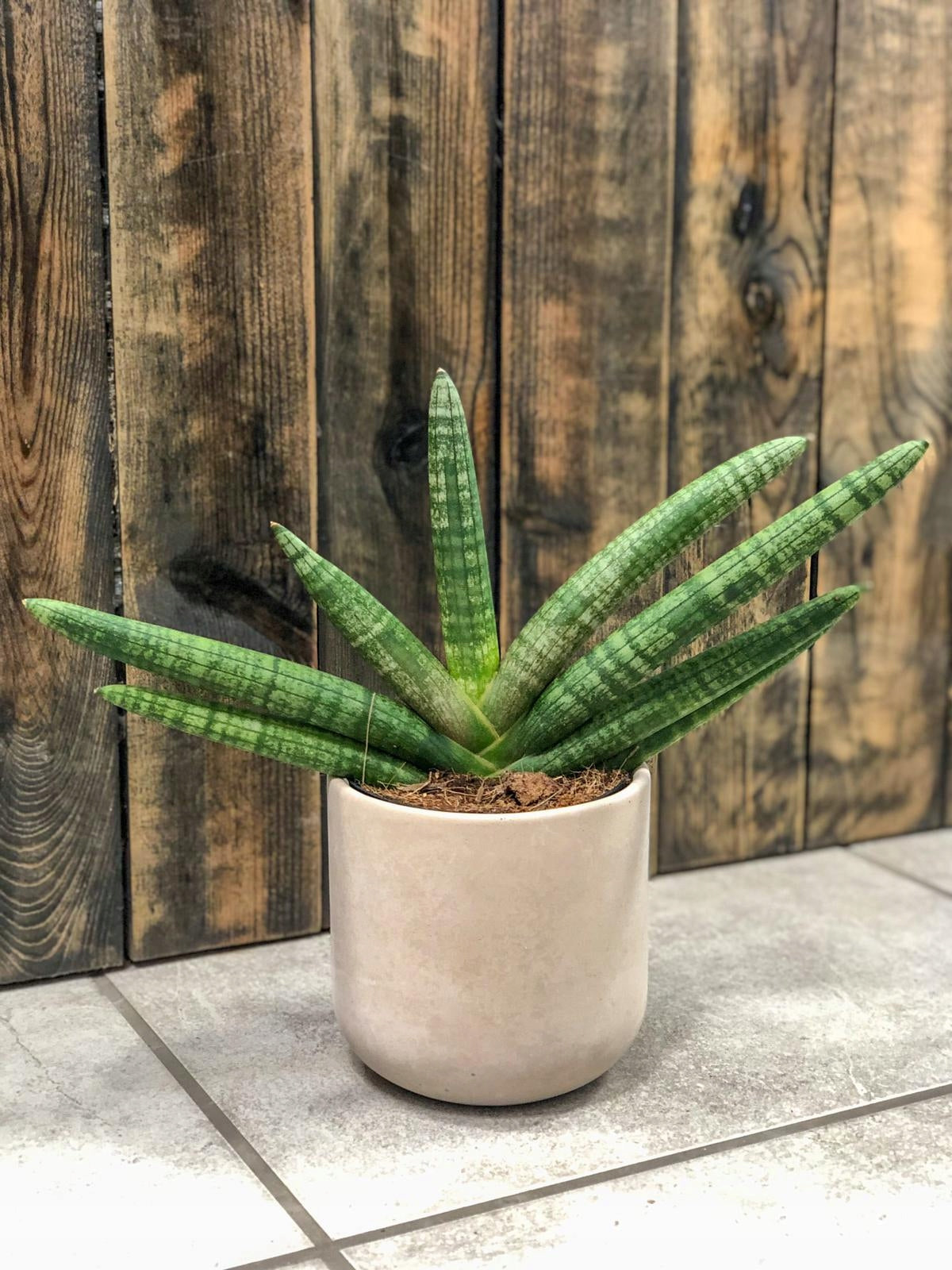 sansevieria cylindrica skyline Sansevieria cylindrica 'Skyline'