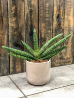 Sansevieria cylindrica 'Skyline' Sansevieria-Cylindrica-Skyline-sansewieria 3