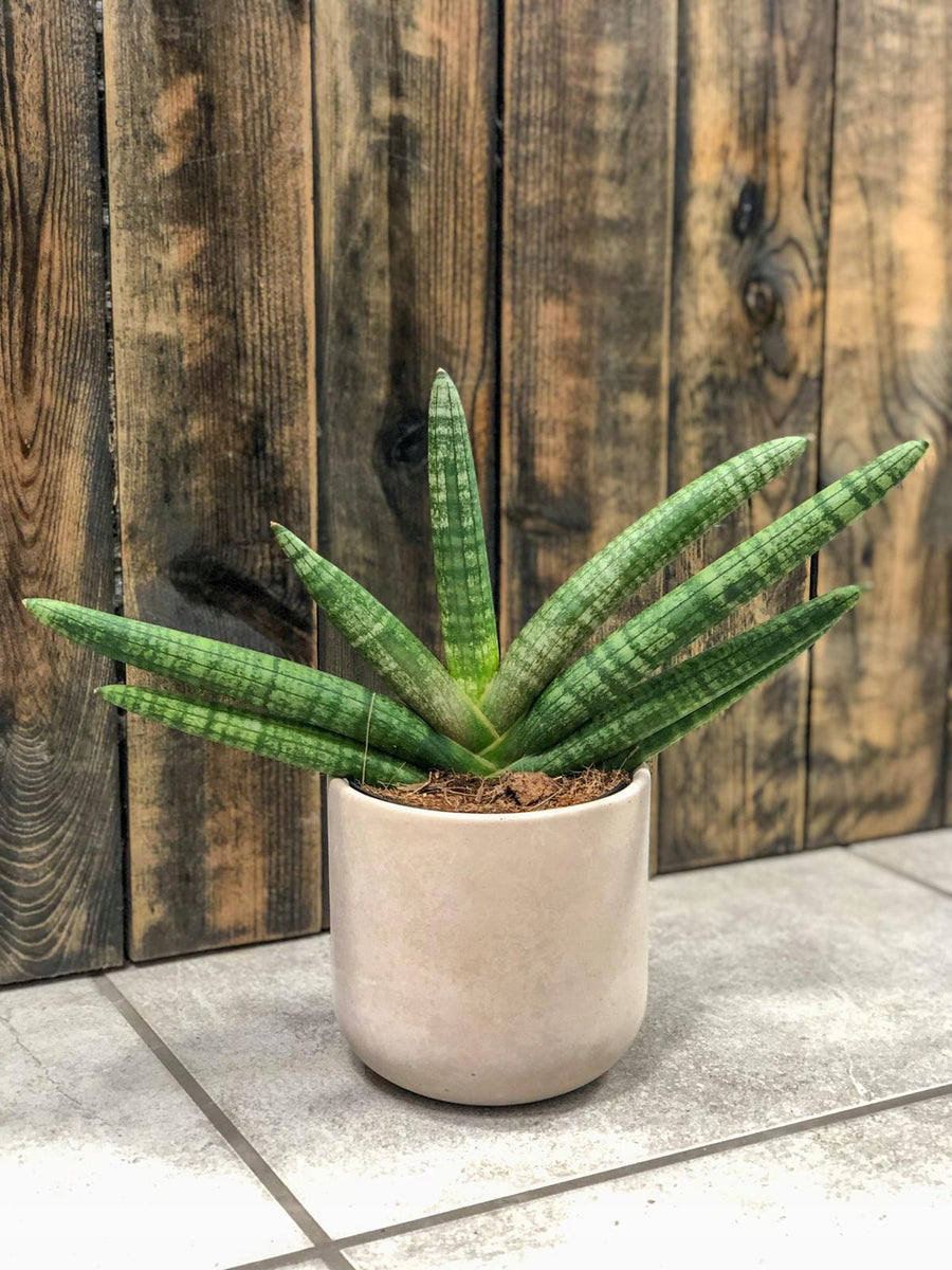 Sansevieria cylindrica 'Skyline' Sansevieria-Cylindrica-Skyline-sansewieria 3
