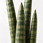 Sansevieria Cylindrica Straight  2