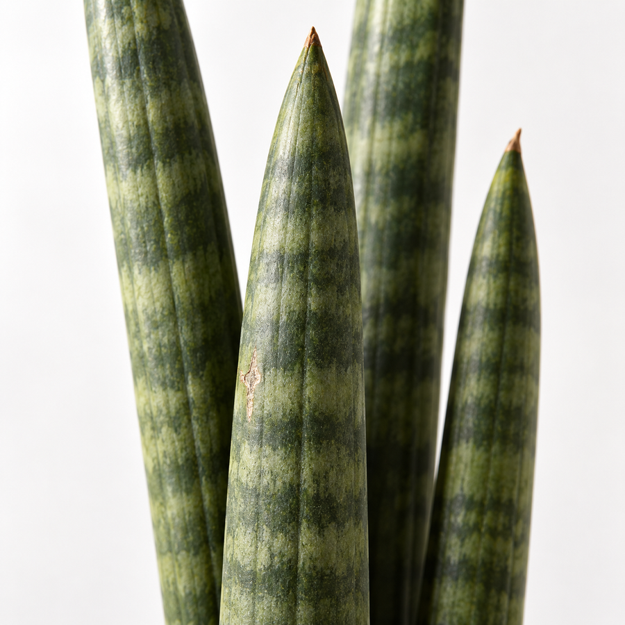 Sansevieria Cylindrica Straight  2