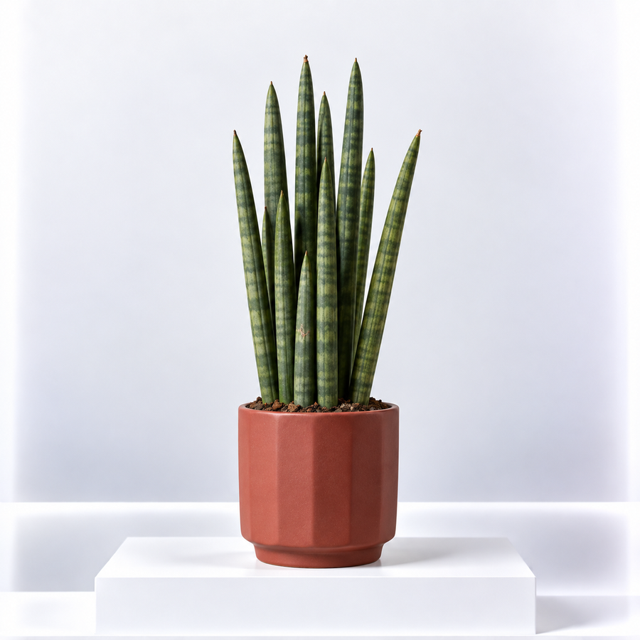 Sansevieria Cylindrica Straight  1