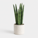 Bedroom Houseplant Collection - Chinese Money Plant, Peace Lily 'Alana' & Sansevieria Cylindrica Straight  2