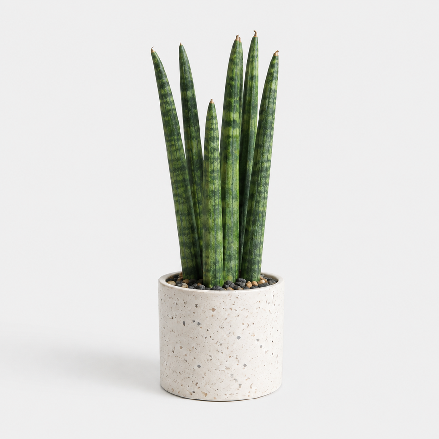 Bedroom Houseplant Collection - Chinese Money Plant, Peace Lily 'Alana' & Sansevieria Cylindrica Straight  2