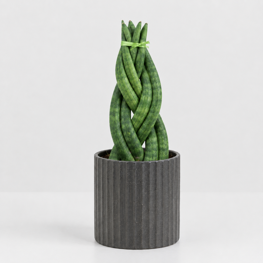 Home Office Houseplant Collection - Sansevieria Twister, Ripple Jade Money Plant & ZZ Plant  3
