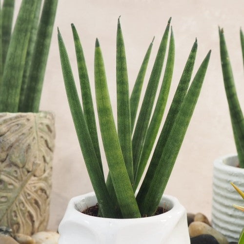Sansevieria cylindrica Spaghetti Sansevieria-cylindrica-Spaghetti (1) 1