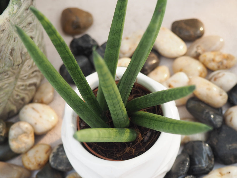Sansevieria cylindrica Spaghetti Sansevieria-cylindrica-Spaghetti 4