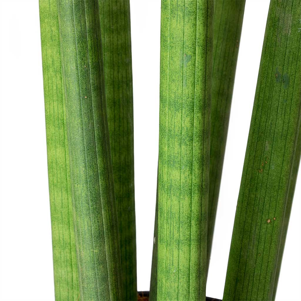 sansevieria spaghetti plant Sansevieria cylindrica Spaghetti