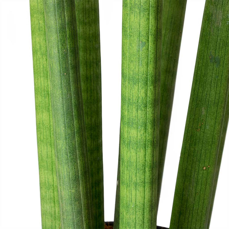 Sansevieria cylindrica Spaghetti Sansevieria-cylindrica-Straight-Cylindrical-Snake-Plant-Stems_5000x 5