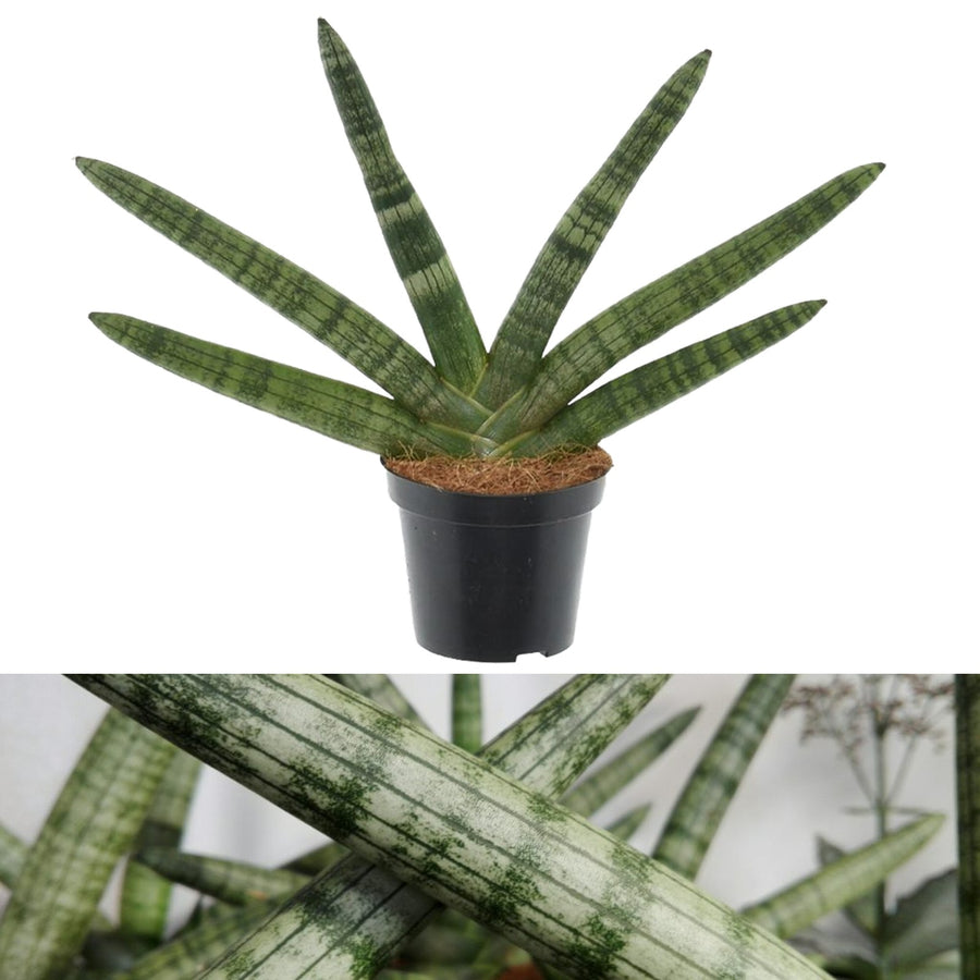 skyline spear sansevieria Sansevieria cylindrica 'Skyline'