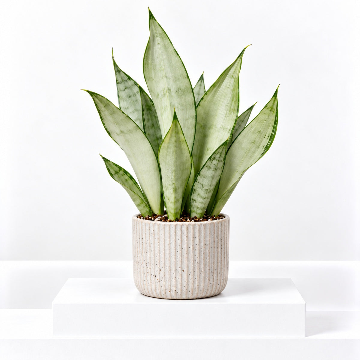 Sansevieria Moonshine | Silver Snake Indoor Plant