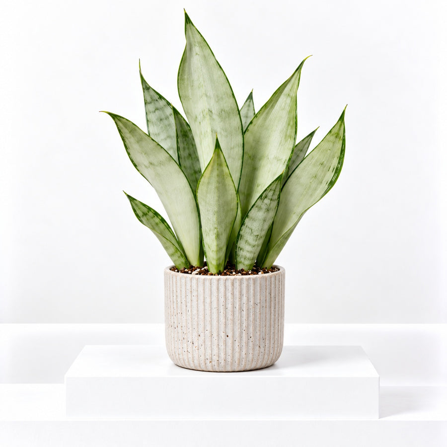 Sansevieria Moonshine Silver Snake Indoor Plant  1