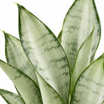 Sansevieria Moonshine Silver Snake Indoor Plant  2