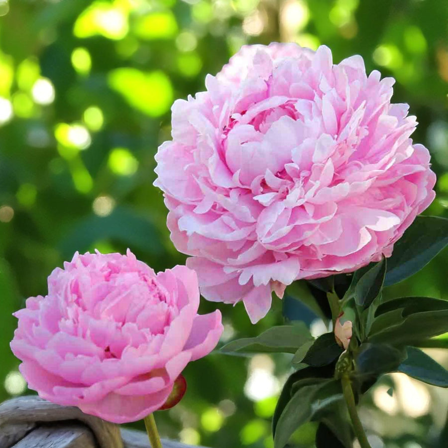 Peony Bare Roots Two pink peonies bloom against a rustic wooden fence, showcasing their delicate petals and vibrant colour. 1