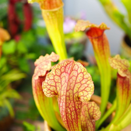 Carnivorous Plant Mix Carnivorous Plant Mix image4 4
