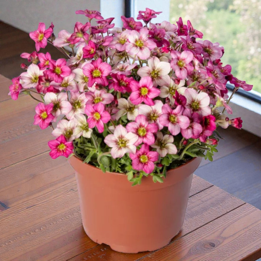 Saxifraga Alpino Early Carnival  2