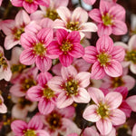 Saxifraga Alpino Early Rockfoil Plants  4