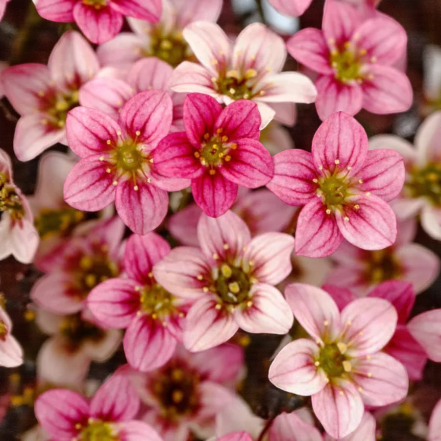 Saxifraga Alpino Early Rockfoil Plants  4