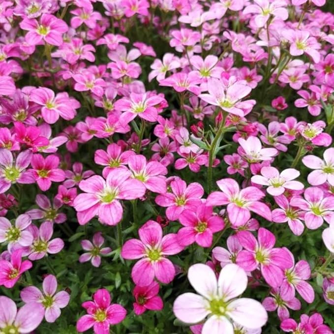 Saxifraga Alpino Early Rockfoil Plants  3