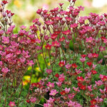 Saxifraga Alpino Early Carnival  4
