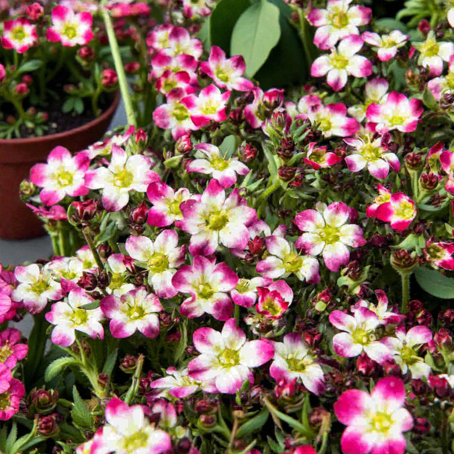 Saxifraga Alpino Early Rockfoil Plants  5