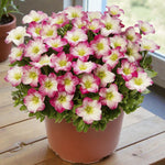 Saxifraga Alpino Early Rockfoil Plants  6